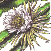 night blooming cereus