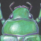 Glorius plusiotus beetle