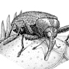 Boll Weevil