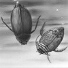 whirligig & predaceous diving beetles