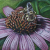 native bees and coneflowers