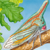 oak treehopper