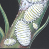 Papaya mealybugs