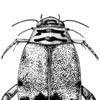 Predaceous diving beetle