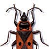 Red bug