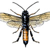 Sirex woodwasp