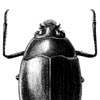 Whirligig beetle
