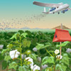 Pink bollworm control with steriles