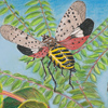 spotted lanternfly