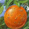 Citrus canker