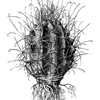 Chihuahuan fishhook cactus