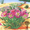Mexican Evening Primerose Seed Packet