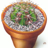 Gymnocalycium cactus