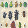 Beetle Shadowbox