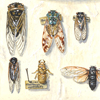 trompe l'oeil cicadas