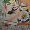 trompe l'oeil insect