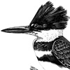 Belted Kingfisher